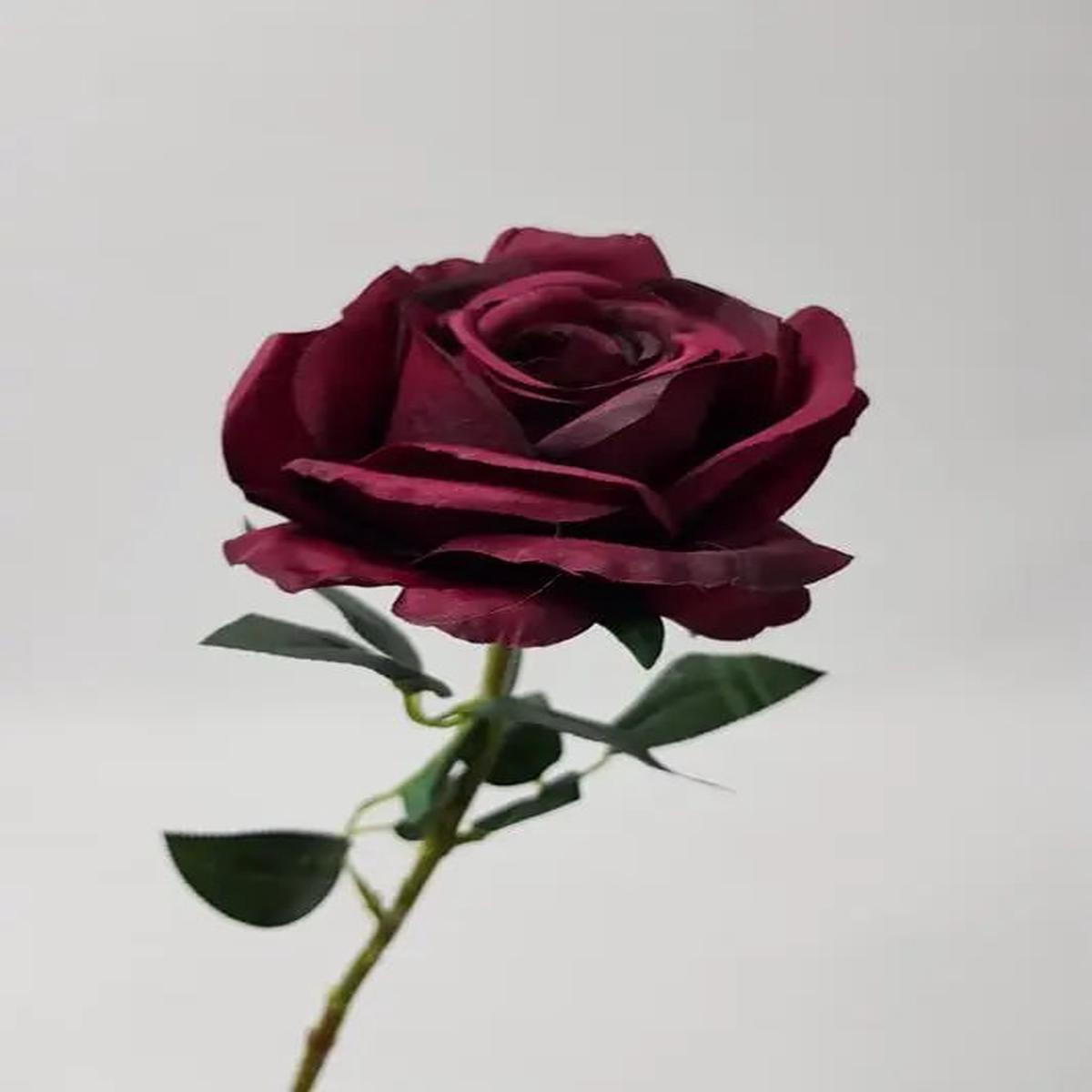 Burgundy Rose Flower Seeds for Planting  Heirloom, Non-GMO, Low Maintenance, High Germination