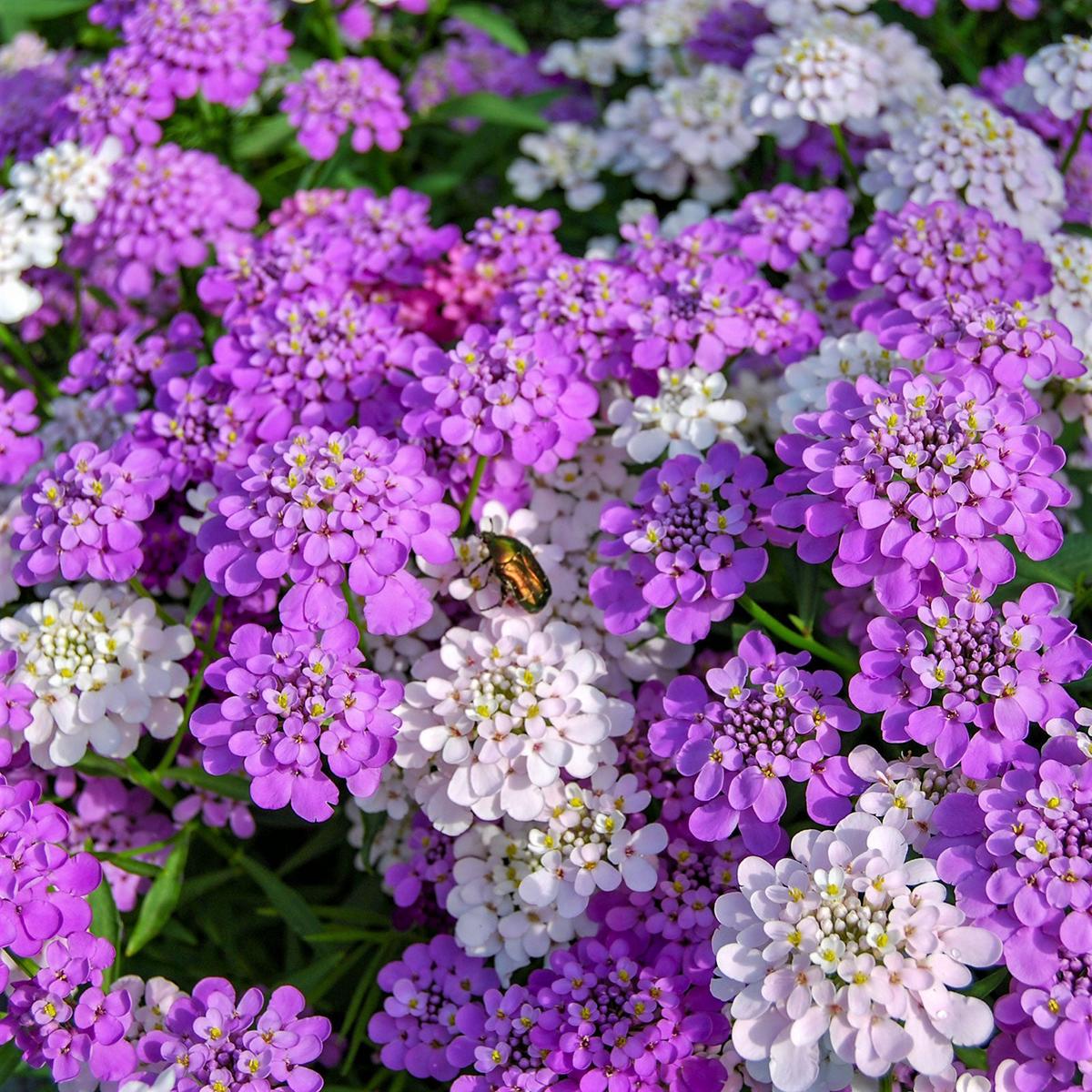 Candytuft Seeds – Mixed Colors