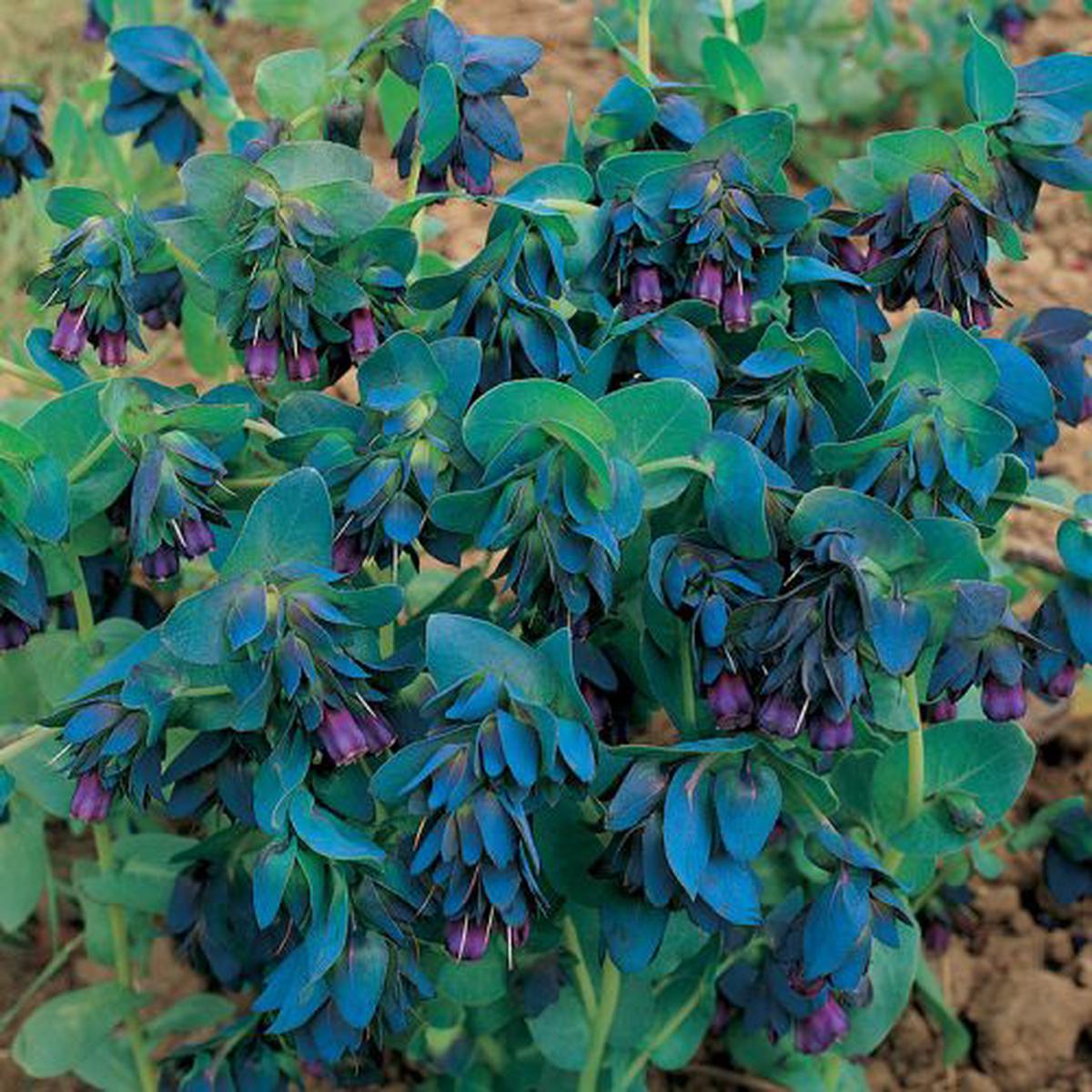 Cerinthe Major Honeywort Imported  Heirloom, Non-GMO, High Germination Organic Garden Seeds