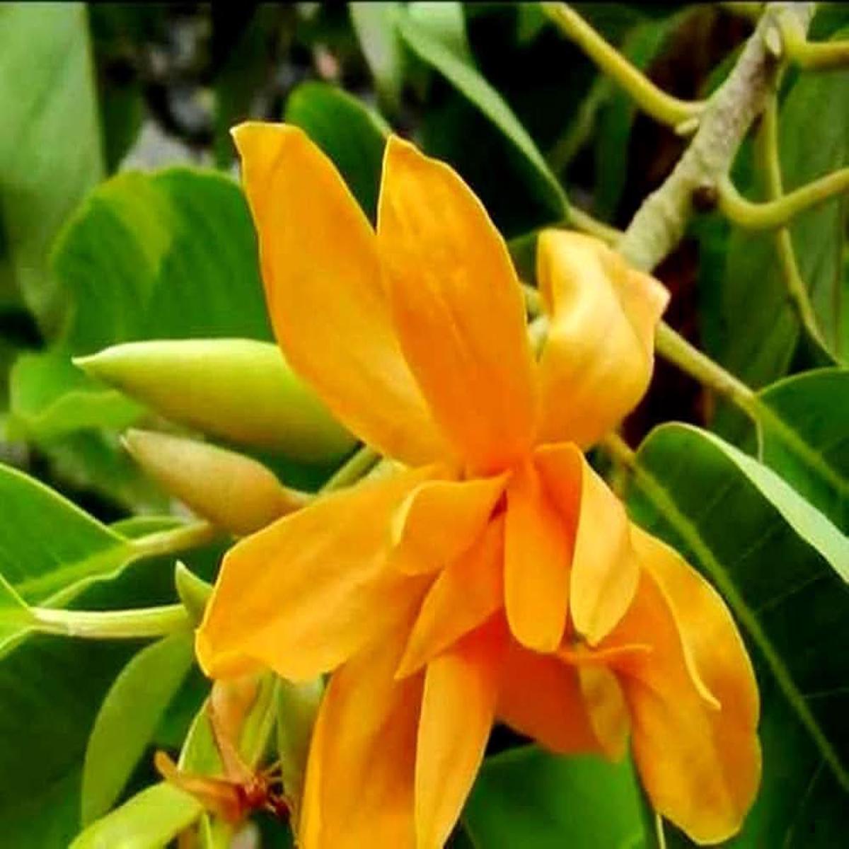 Champaca Magnolia Michelia champaca flower seeds for planting in home garden landscapes