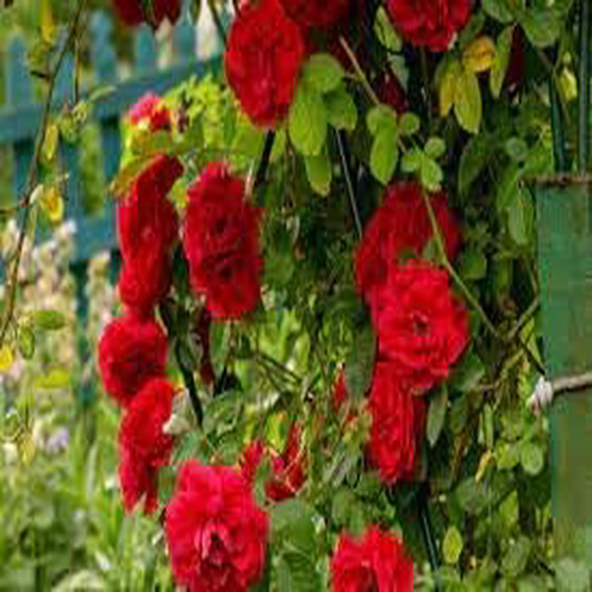 Climbing Rose Seeds for Planting  Heirloom, Non-GMO Seeds for Vertical Garden Blooms