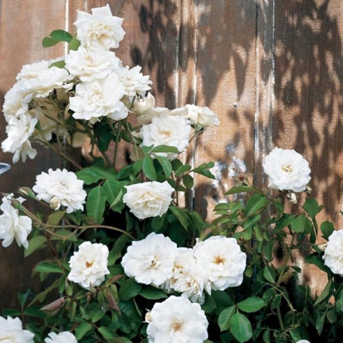 Climbing White Fairy Rose  Heirloom, Non-GMO, Easy to Grow, Perennial, White Flowers