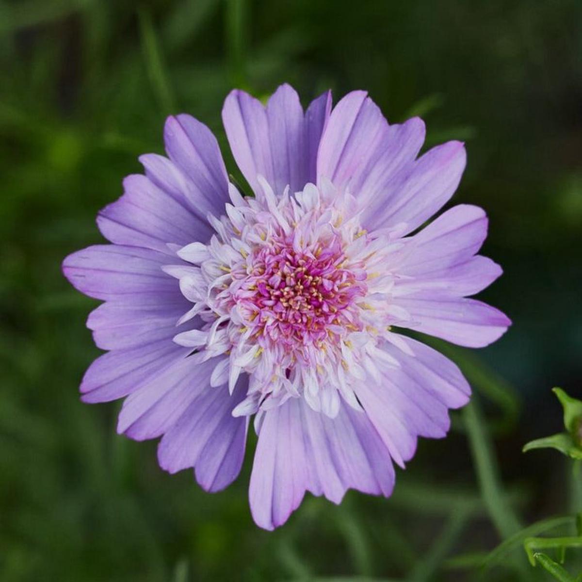 Cosmos Popsocks Pink Flower Seeds for Planting Vibrant Blooms, Non-GMO, Heirloom