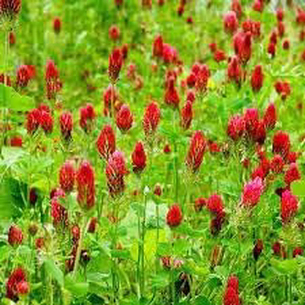 Crimson Clover Flower seeds for Planting Cut Flower Favorite Heirloom & GMO Free Seeds for Home Garden