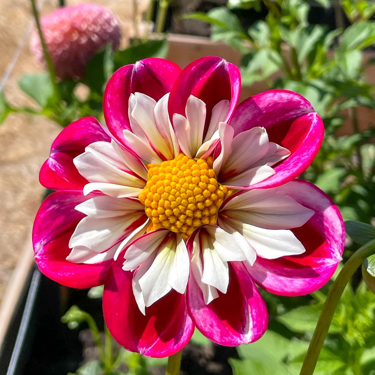 Dahlia ‘Bumble Rumble’ Collarette Flower Seeds for Planting  Heirloom, Non-GMO, High Germination Garden Seeds