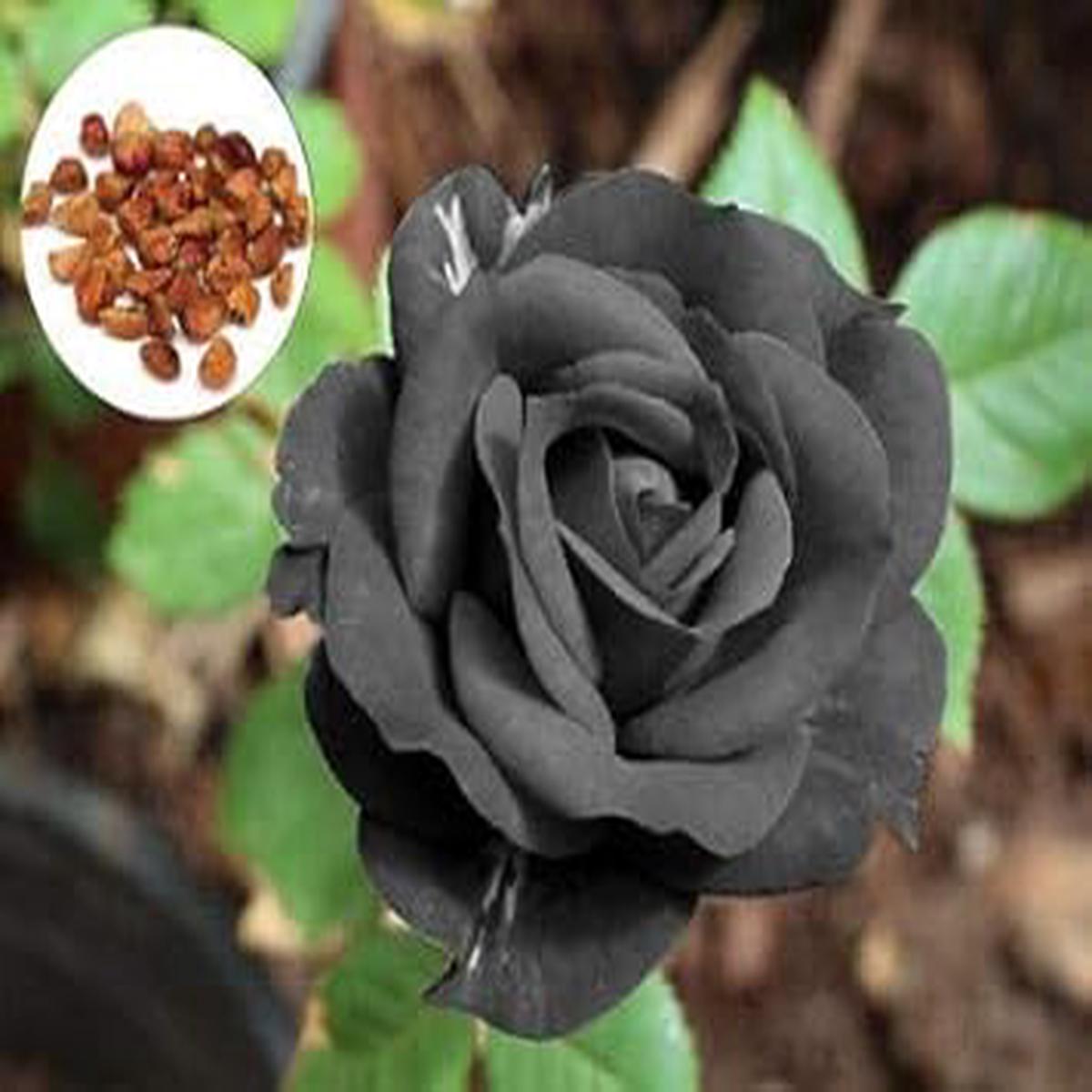 Dark Grey Rose Flower Seeds for Planting Heirloom, Non-GMO, High Germination Organic Garden Seeds