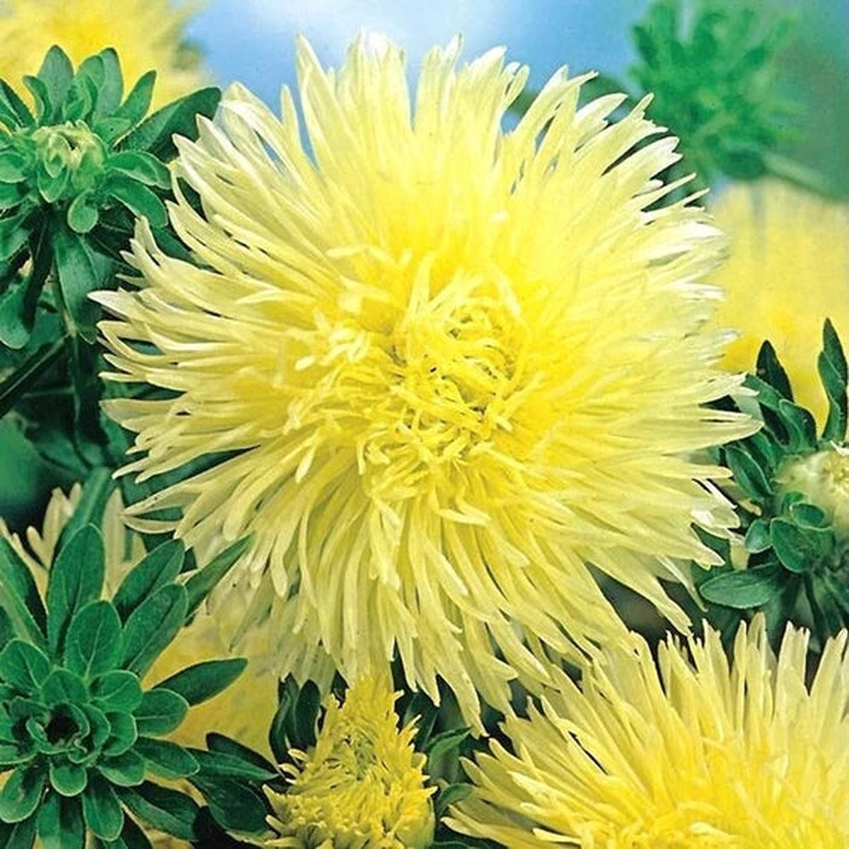 Dark Yellow China Aster Flower Seeds for Planting Premium Quality Heirloom & GMO Free Seeds for Home Garden Sale