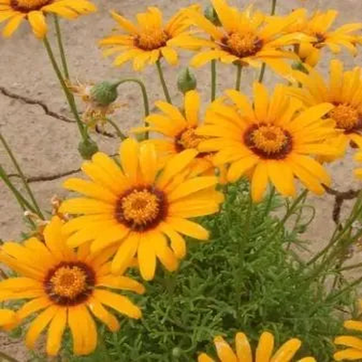 Decorative Flower, Bulk Planting, Rock Garden, High Quality Variety Ursinina  Heirloom, Non-GMO, High Germination Organic Garden Seeds
