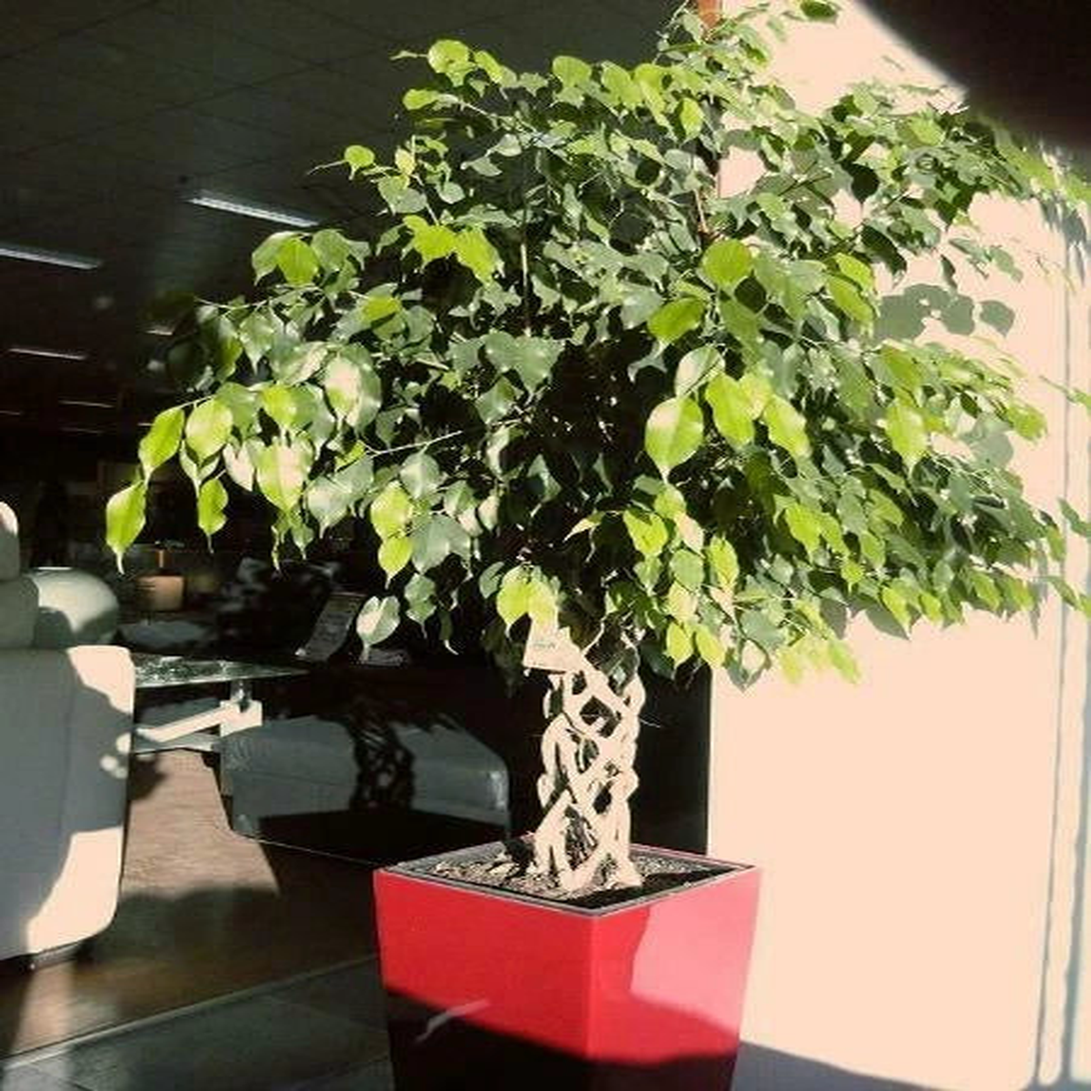 Ficus benjamina Weeping or Benjamin Fig Chinese Banyan Seeds  Heirloom, Non-GMO, High Germination Organic Garden Seeds