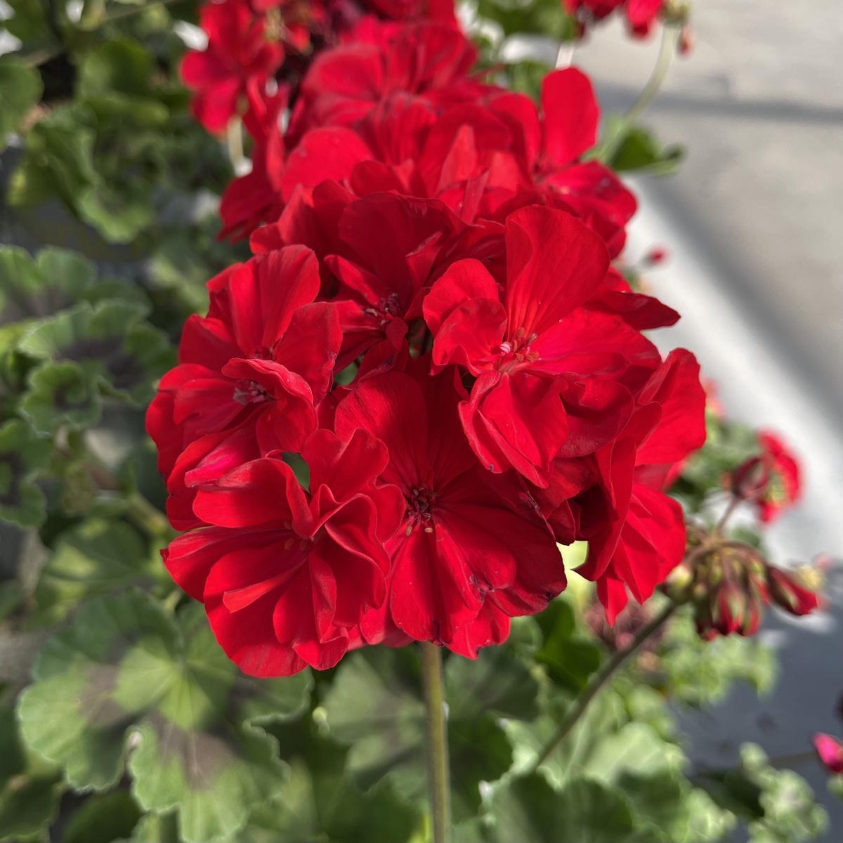 Geranium Apple Blossom Red Flower Seeds for Planting Heirloom, Non-GMO, High Germination Organic Garden Seeds