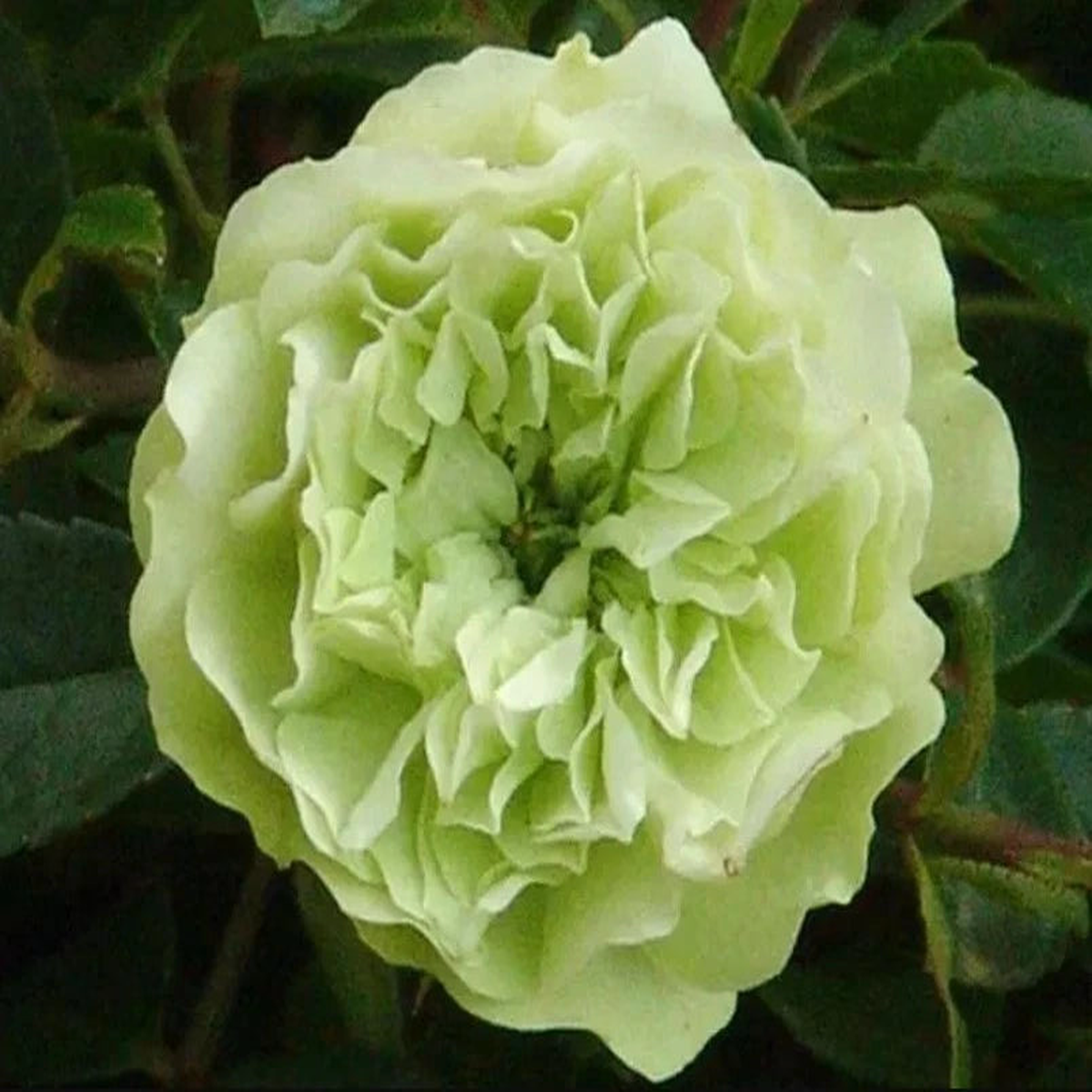 Green ice Flower Rose Seeds – Seeds – Rose Flower Gardening  Heirloom, Non-GMO, High Germination Organic Garden Seeds