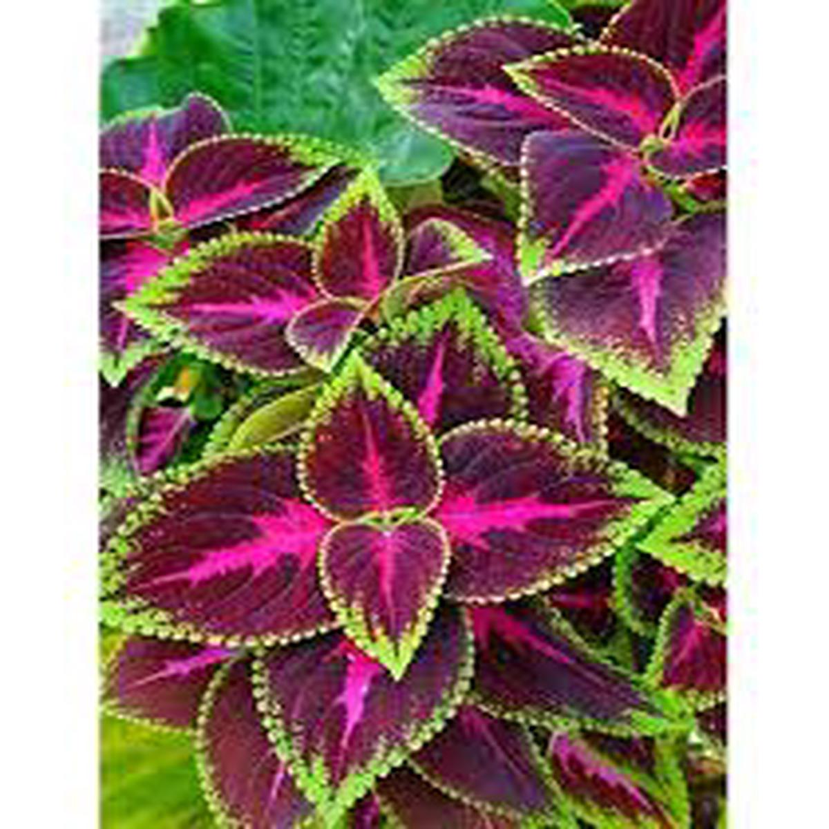 Green Pink Dragon Coleus Seeds for Planting Heirloom Non-GMO High Germination Organic Garden Seeds