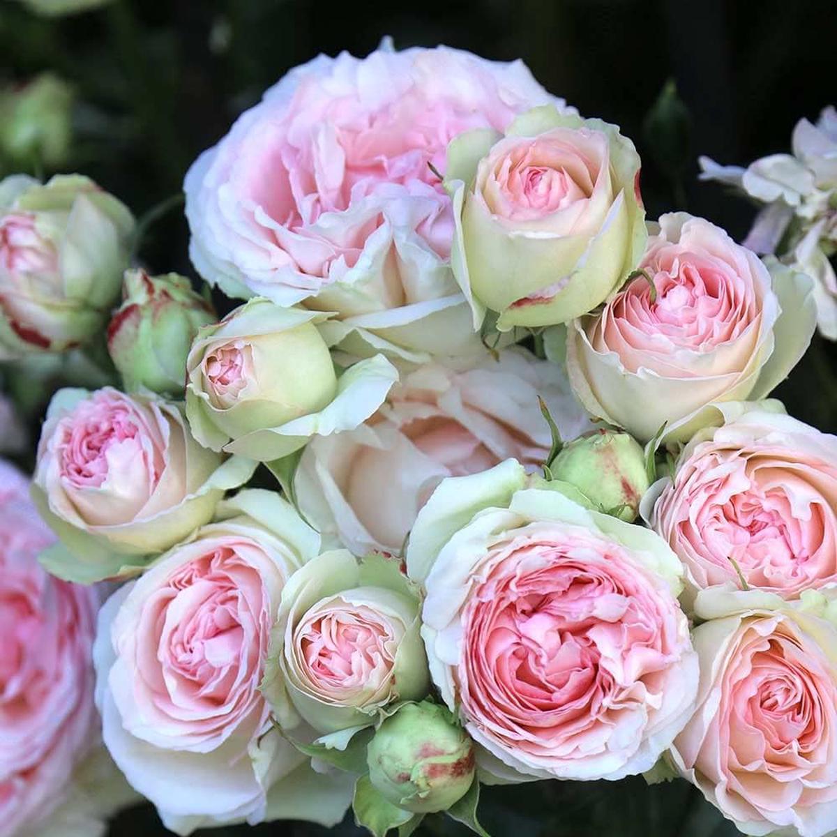 Green Pink Rose Heirloom Flower Seeds for Planting Non-GMO, High Germination Organic Garden Seeds