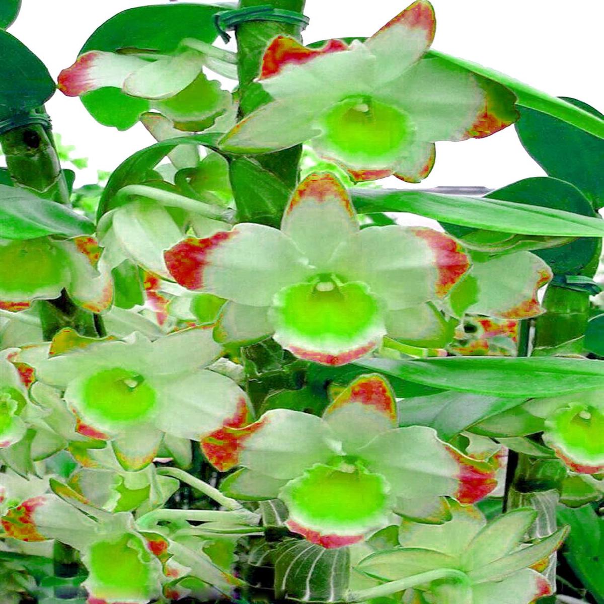 Green Red Dendrobium Flower seeds for Planting – Shade Tolerant, Heirloom & GMO Free Seeds for Home Garden  Sale