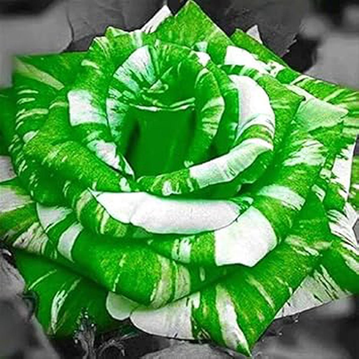 Green White Rose Flower Seeds for Planting, Heirloom Non-GMO, High Germination Organic Garden Seeds