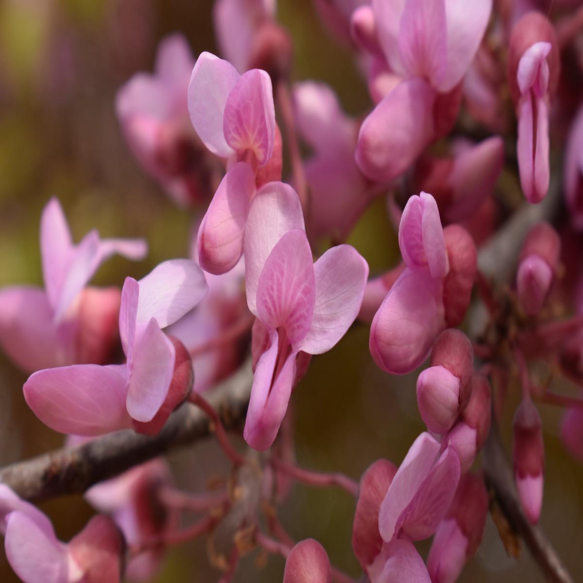 Heirloom Cercis Siliquastrum Flower seeds for Planting Easy to Grow Heirloom & GMO Free Seeds for Home Garden Sale
