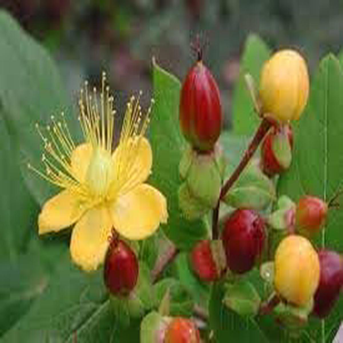 Heirloom Hypericum Flower Seeds for Planting | Non-GMO, High Germination, Organic Garden Seeds