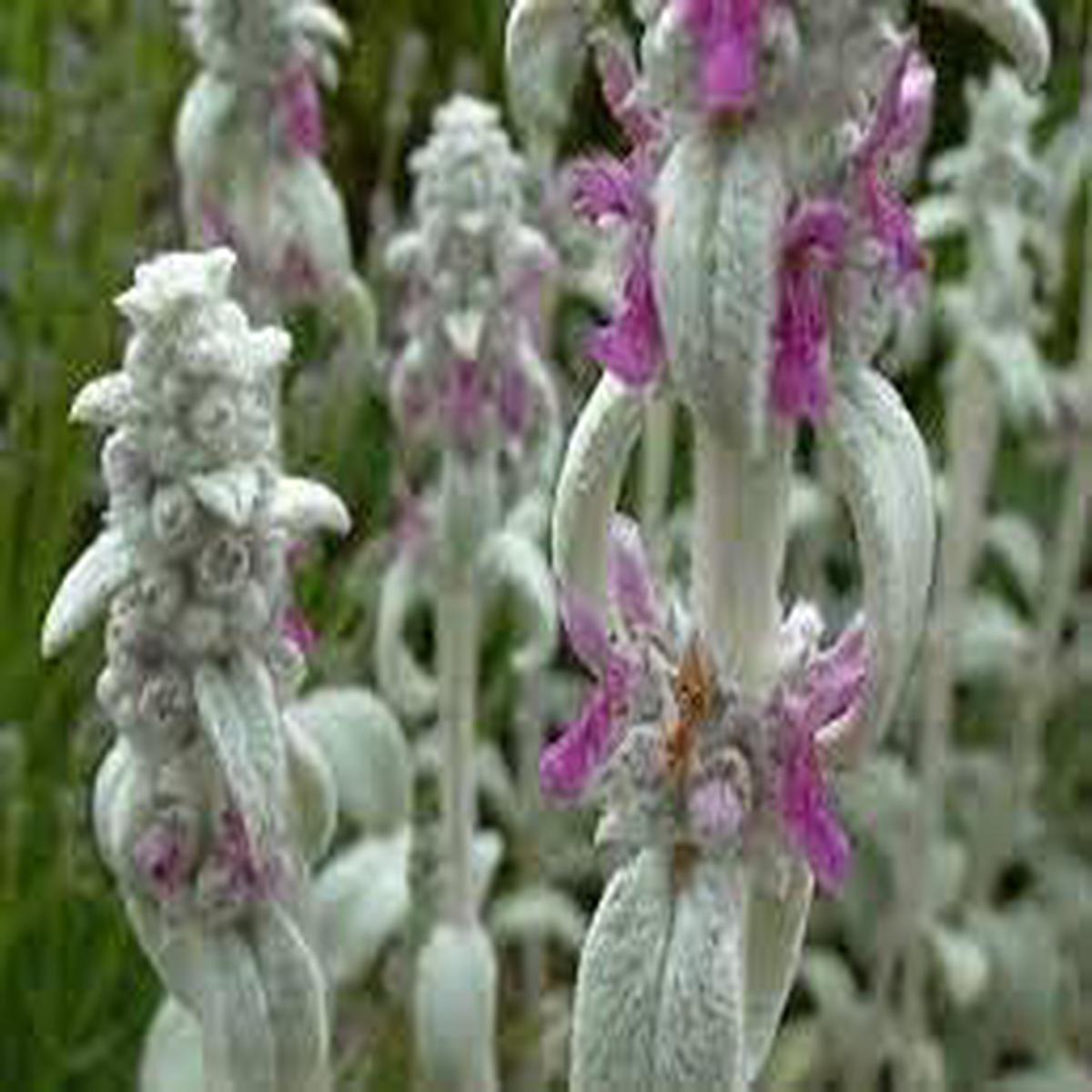 Heirloom Lamb’s Ear Plant Seeds for Planting Non-GMO, High Germination Soft Foliage for Gardens