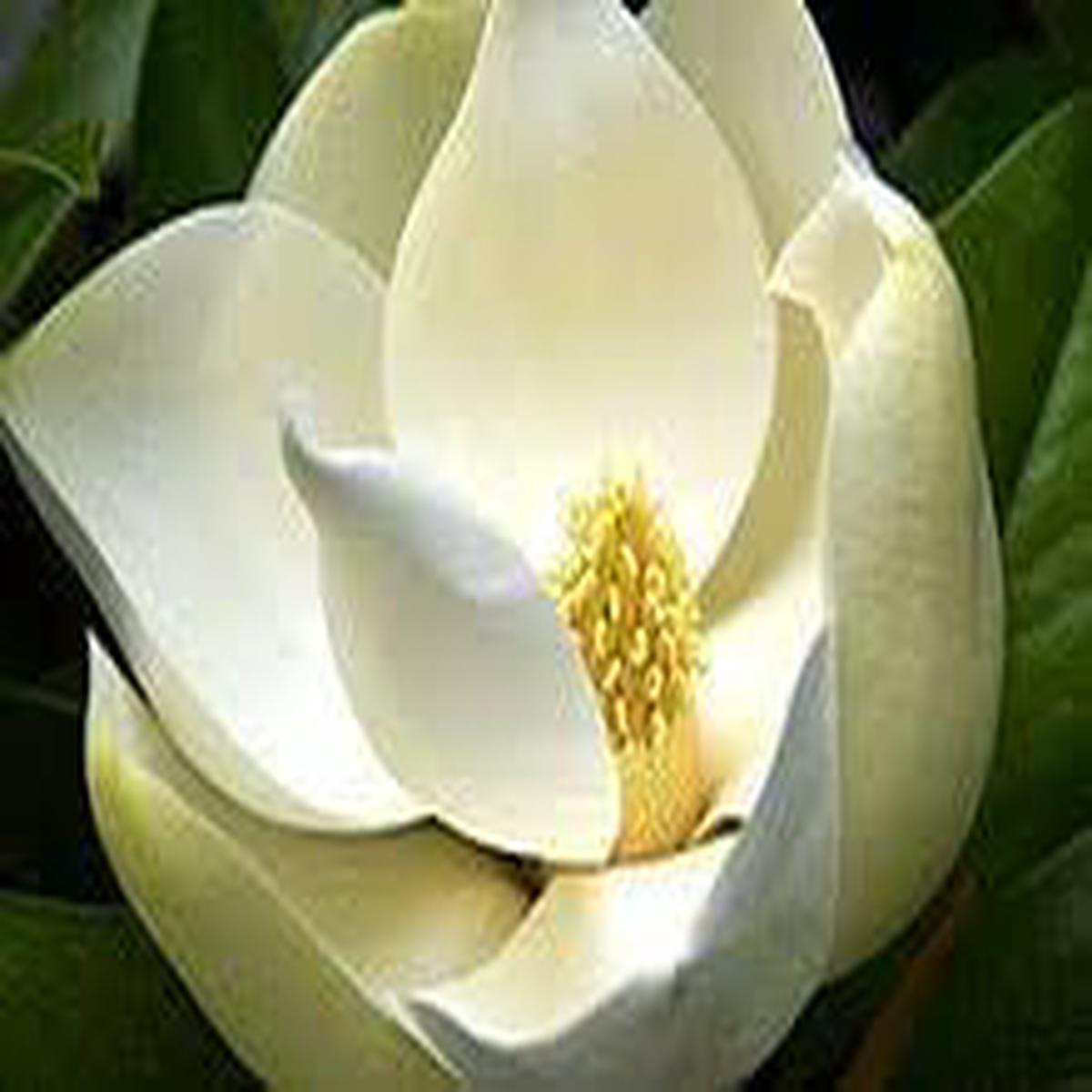 Heirloom Magnoliaceae Flower Seeds  Non-GMO, High Germination Organic Garden Seeds