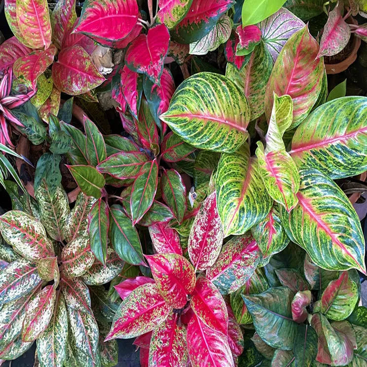 Heirloom Non-GMO Aglaonema Green Mix Plant Seeds High Germination Organic Garden Seeds for Planting