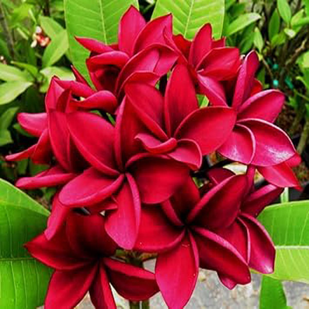 Heirloom Non-GMO Deep Pink Egg Flower Seeds for Planting  Vibrant Garden Blooms