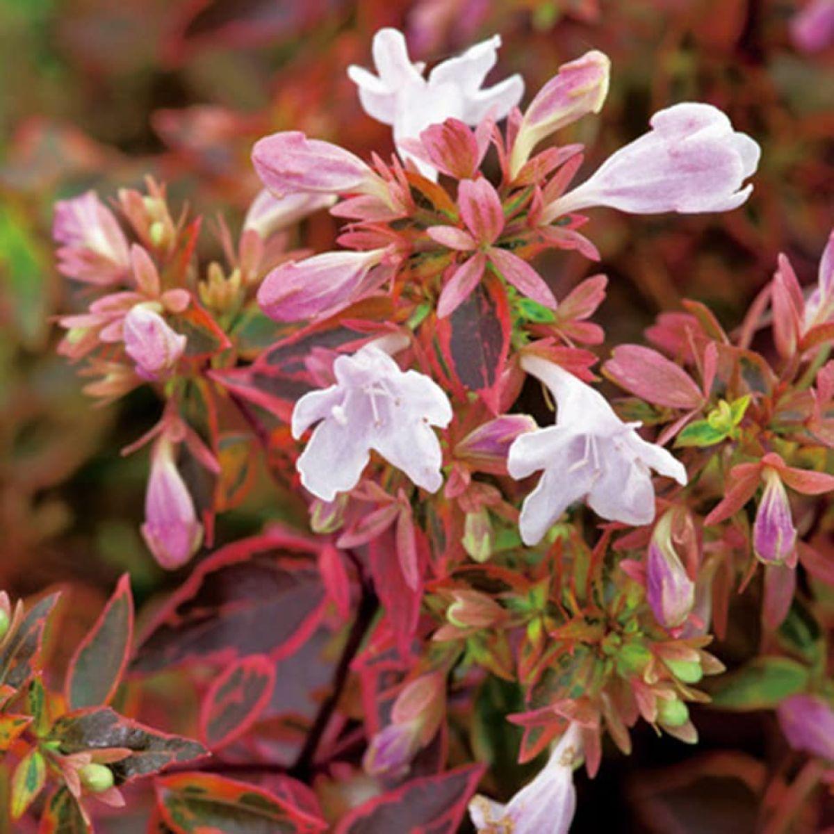 Heirloom Non-GMO Red Abelia Flower Seeds for Garden Planting  Fragrant Ornamental Blooms