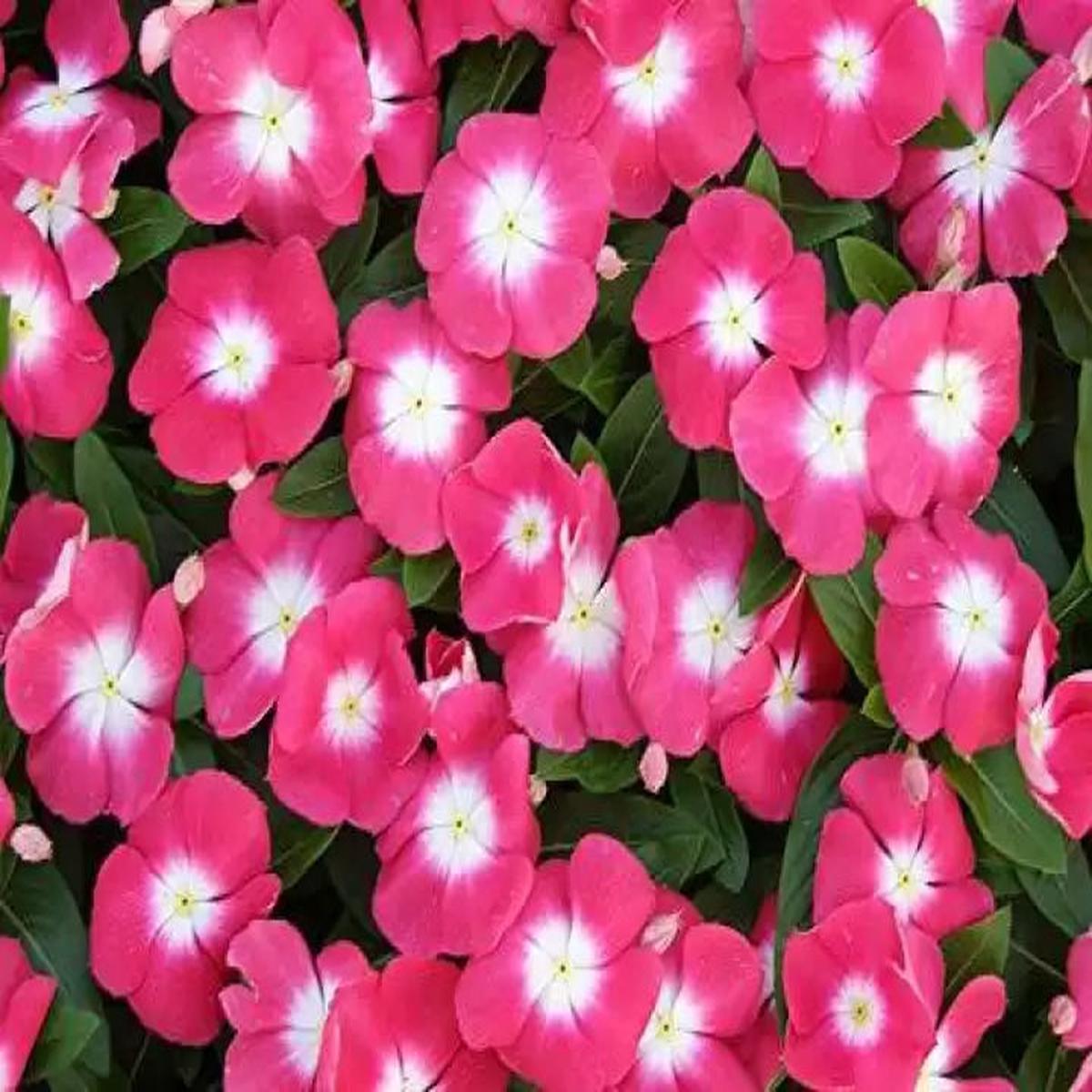 Heirloom Non-GMO Vinca Victory Flower Seeds for Planting  Hardy Blooming Ground Cover for Sunny Gardens