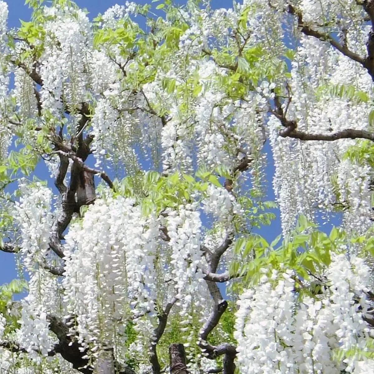 Heirloom Non-GMO White Wisteria Flower Seeds for Garden Planting  Cascading Fragrant Blooms