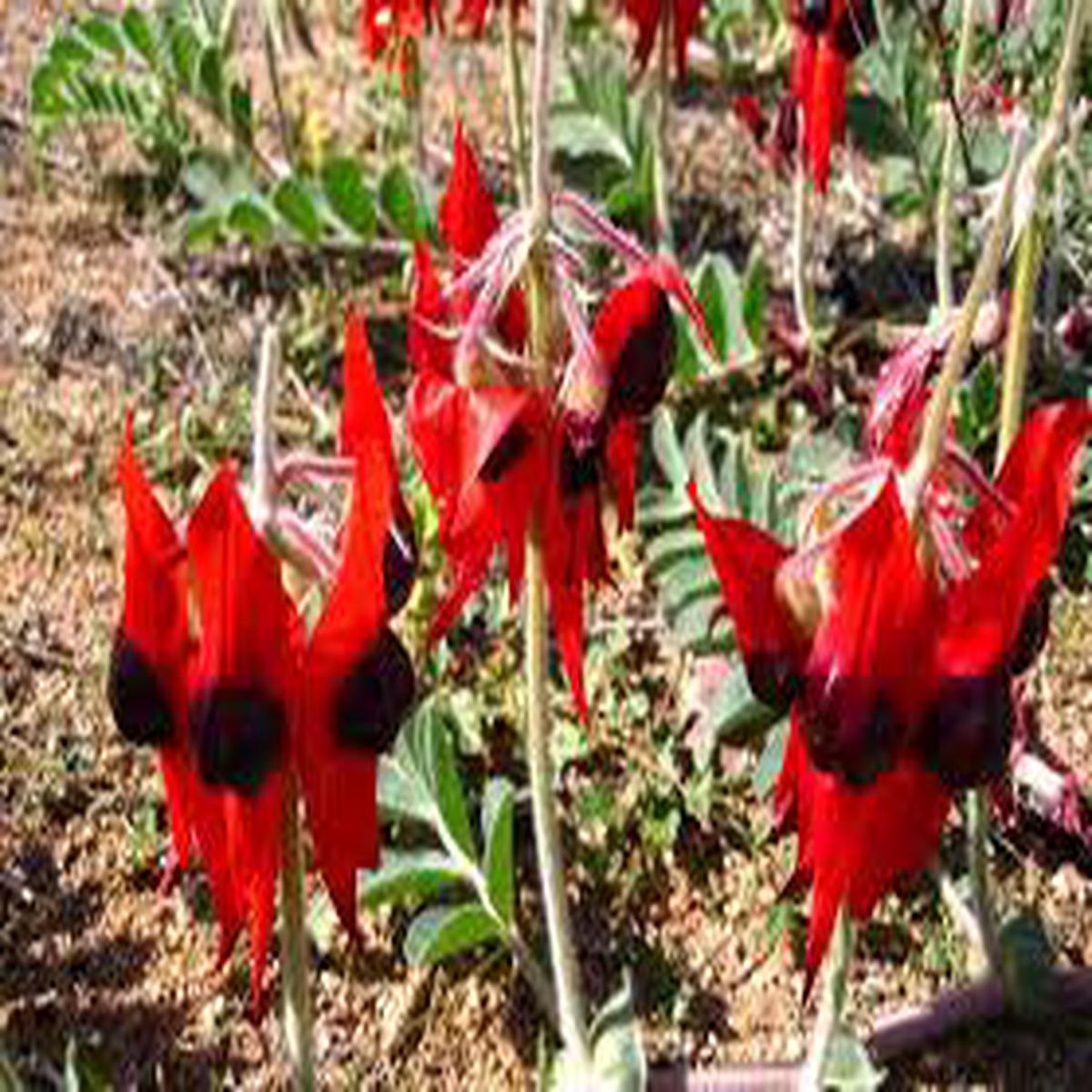 Heirloom Swainsonia Flower Seeds for Planting Non-GMO, Seasonal Bloomer Organic Garden Seeds