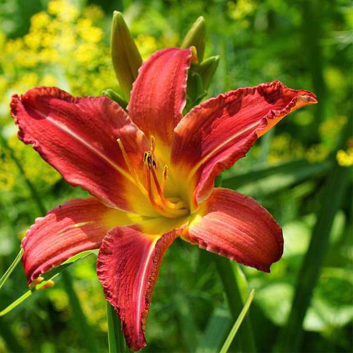 Hemerocallis Flower seeds for Planting Cottage Garden Essential Heirloom & GMO Free Seeds for Home Garden