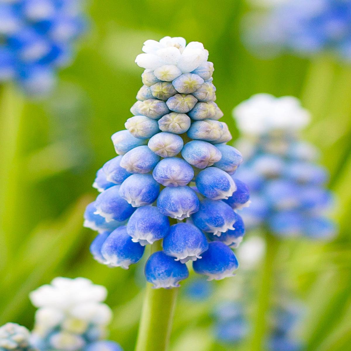 Hyacinth Flower seeds for Planting Sun Loving Heirloom & GMO Free Seeds for Home Garden