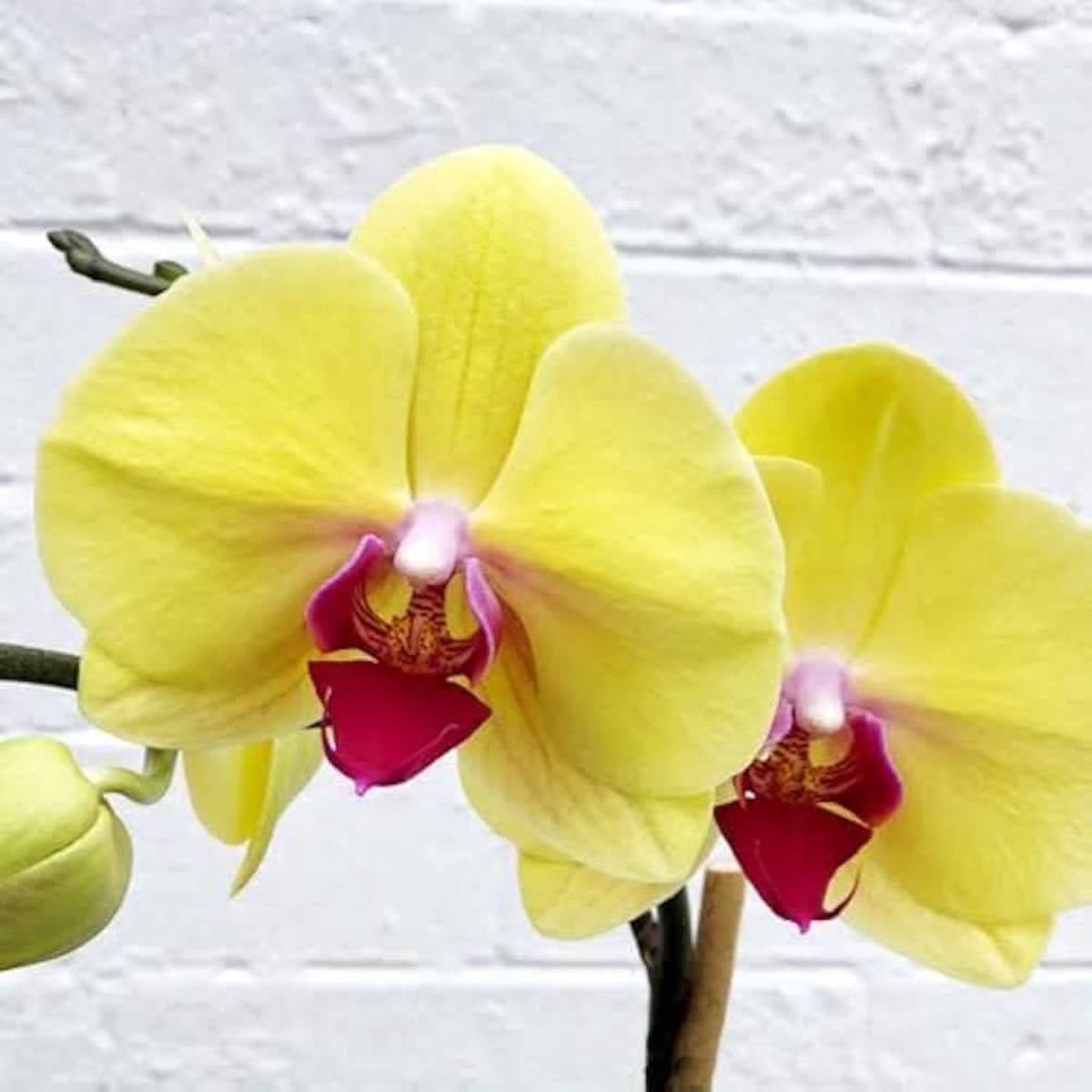 Hydroponic Phalaenopsis Orchid Plant Seeds Clear