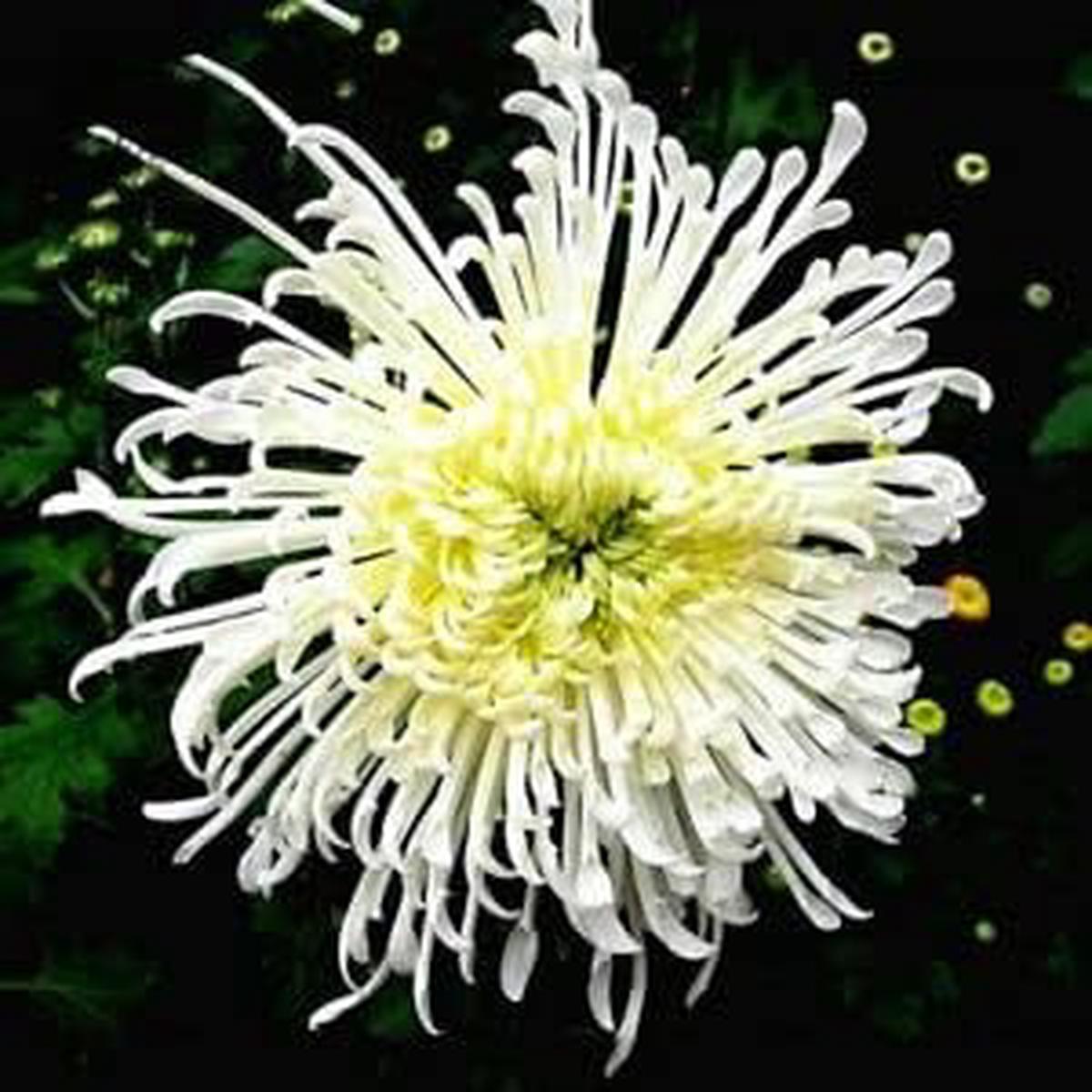 Japan Spider Chrysanthemum Flower seeds for Planting – Garden Favorite, Heirloom & GMO Free Seeds for Home Garde