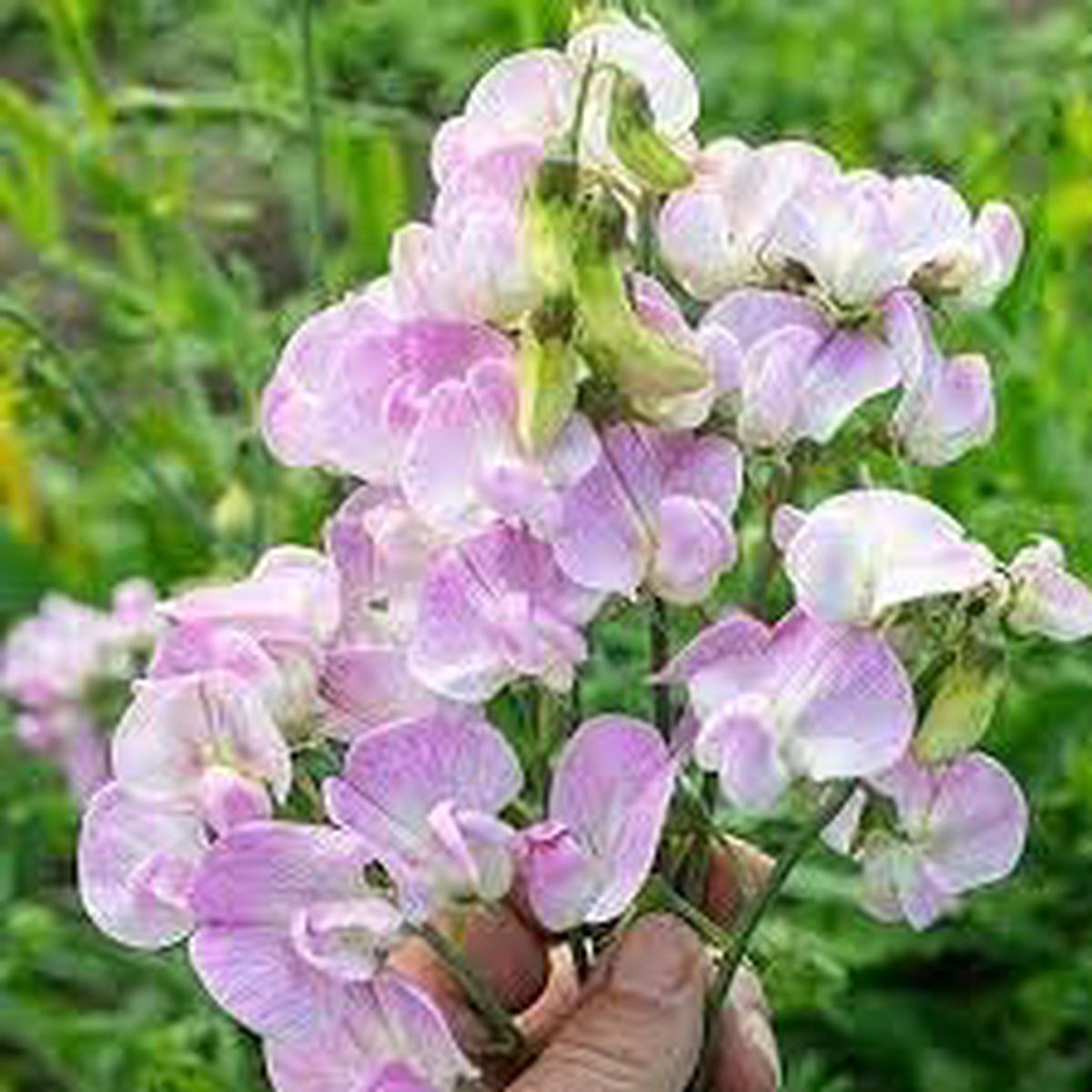 Lathyrus Latifolius Flower seeds for Planting – Seasonal Bloomer, Heirloom & GMO Free Seeds for Home Garden