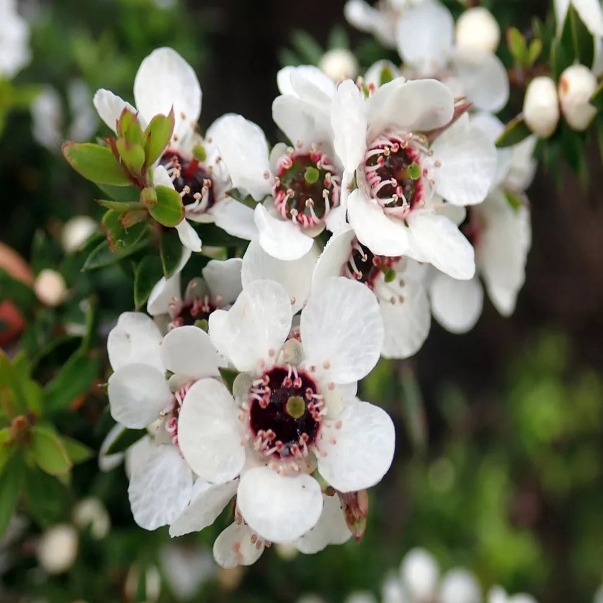Leptospermum Scoparium Flower Seeds Heirloom Non-GMO Tea Tree Blooms for Garden and Landscape Planting