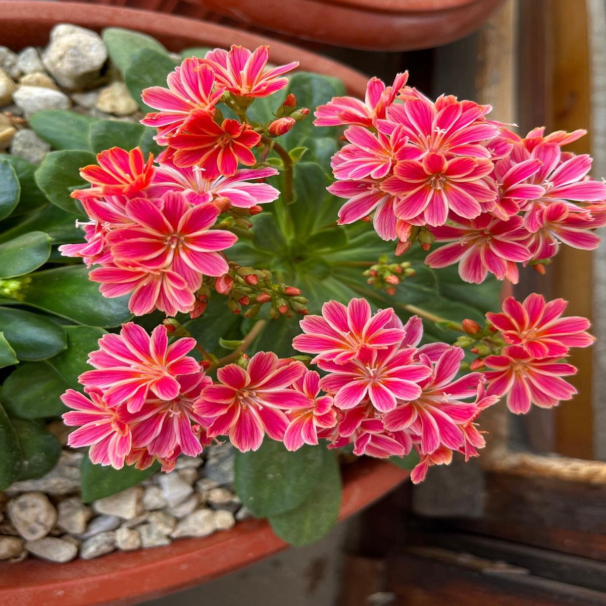 Lewisia Cotyledon Flower Seeds for Planting, 100 pcs