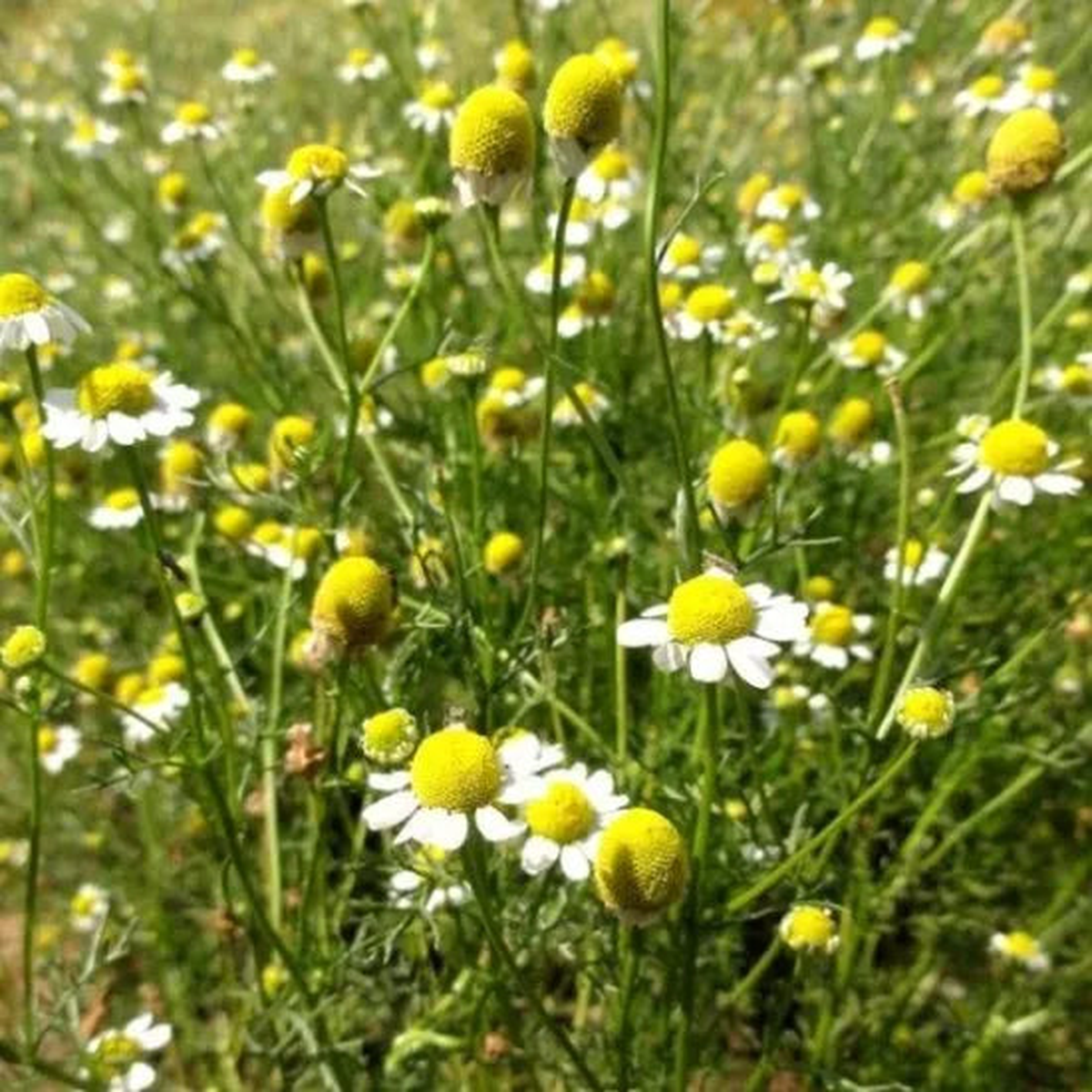 Like Warmth Humidity Perennial Herb Chamomile Noble For Sowing  Heirloom, Non-GMO, High Germination Organic Garden Seeds