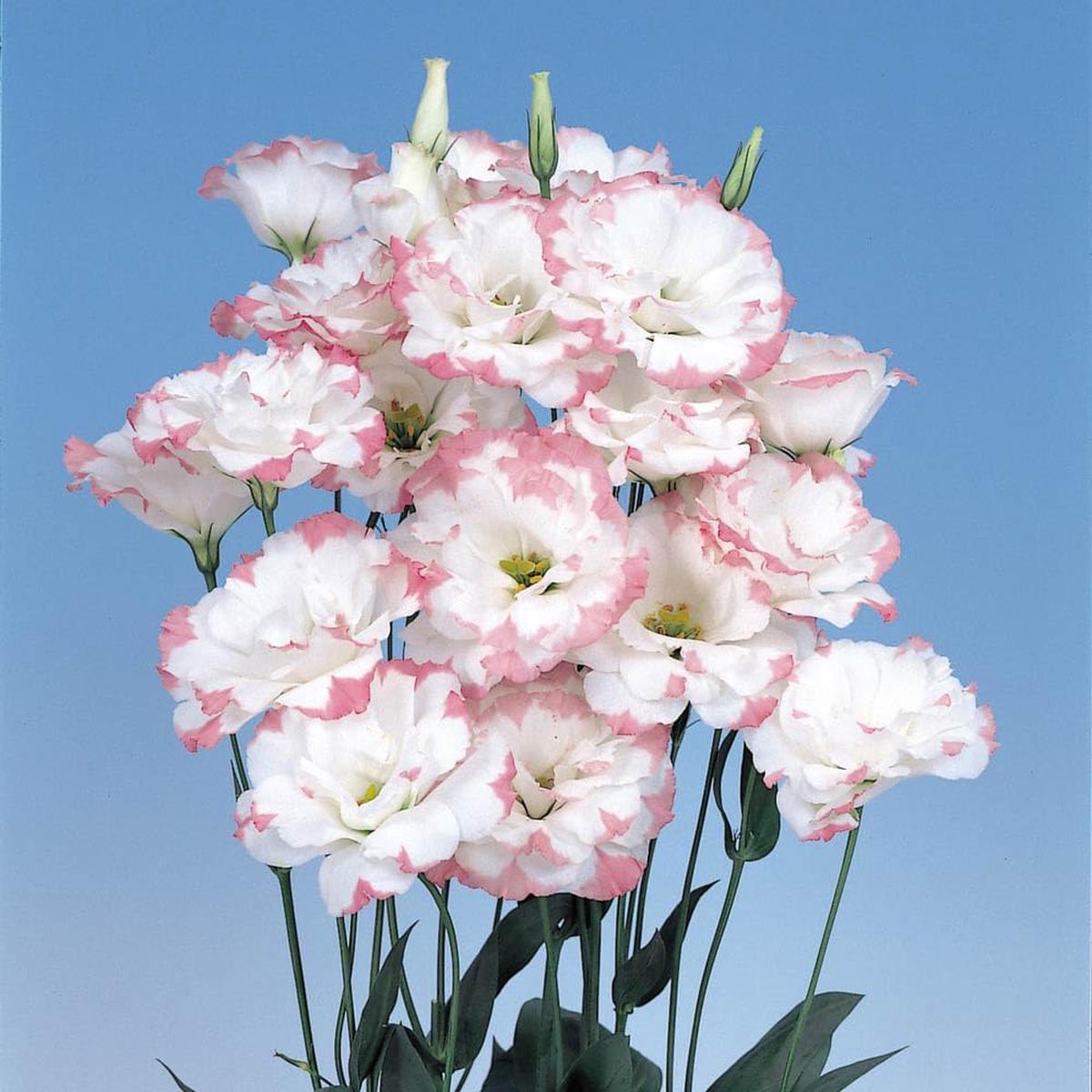 Lisianthus Eustoma Grandiflorum Pink Picotee Flower Seeds for Planting  Suitable for Elegant Garden Borders and Containers