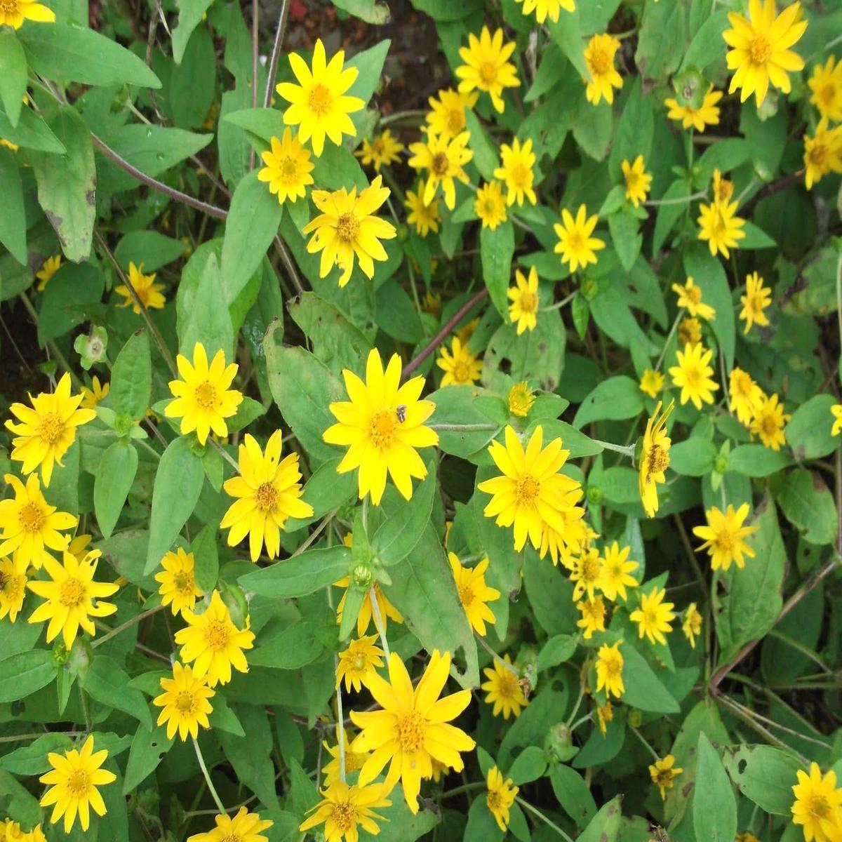 Melampodium Paludosum Flower Seeds for Planting  Bright Compact Blooms for Garden Borders