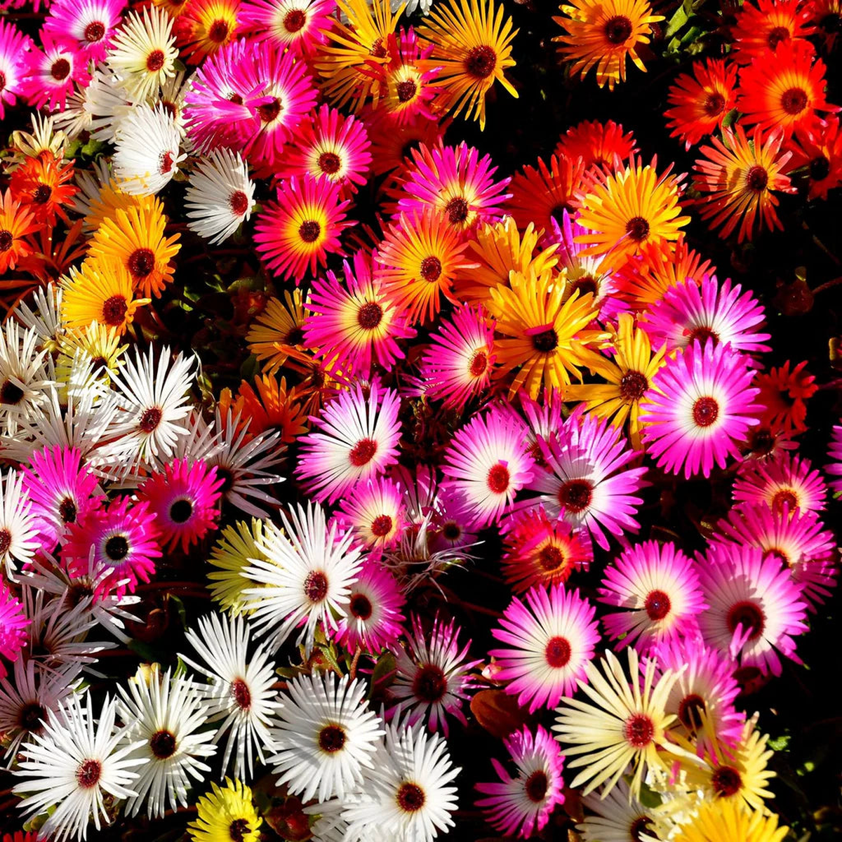 Mix Ice Plant Daisy Rock Garden Plant Seeds