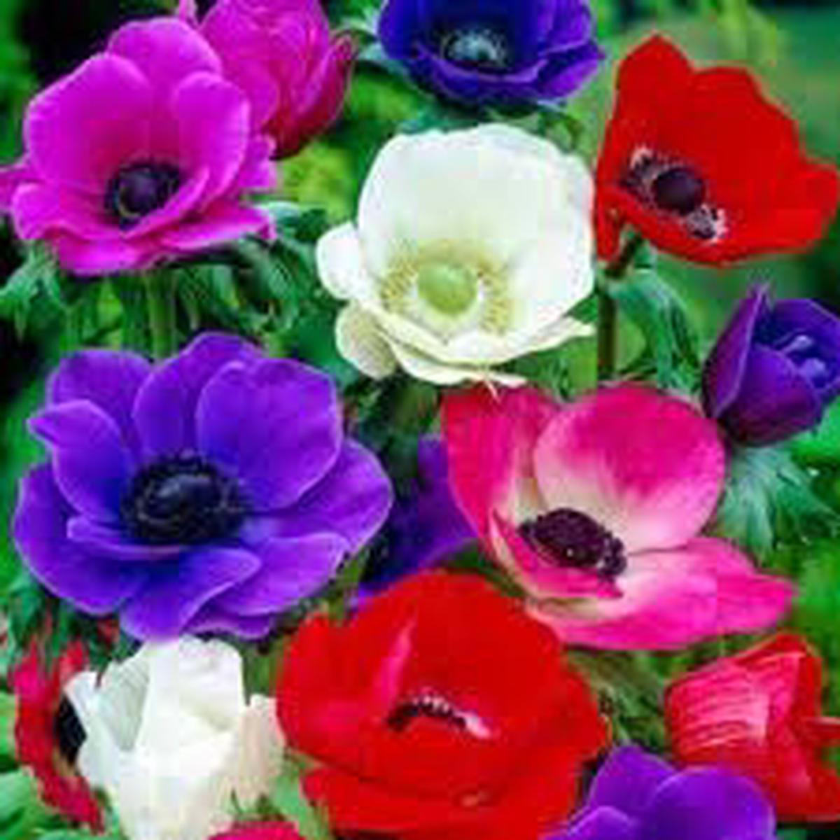 Mixed Anemone Seeds for Planting  Organic, Heirloom, Non-GMO Flower Seeds