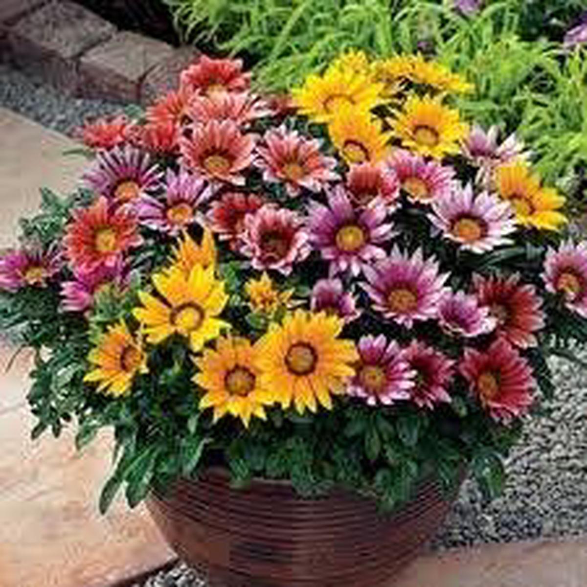 Mixed Colour Gazania Flower Seeds for Planting Heirloom, Non-GMO, High Germination Organic Garden Seeds