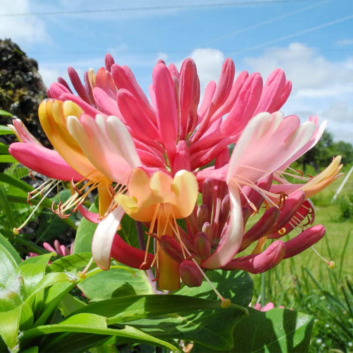 Mixed Honeysuckle Flower Seeds for Planting Heirloom, Non-GMO, Easy to Grow, Fragrant