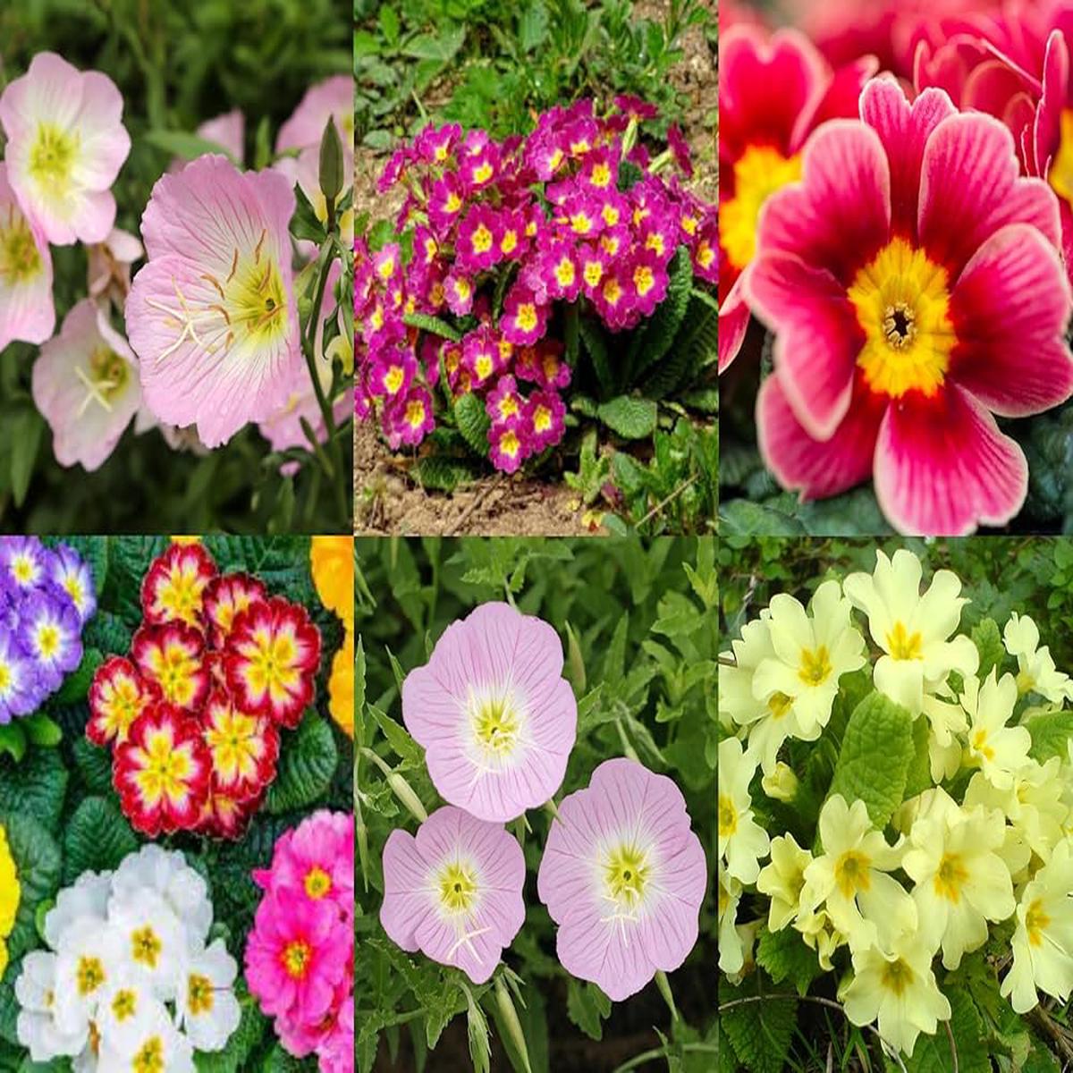 Mixed Oenothera Biennis Flower Seeds for Planting Heirloom Non-GMO, High Germination Organic Garden Seeds