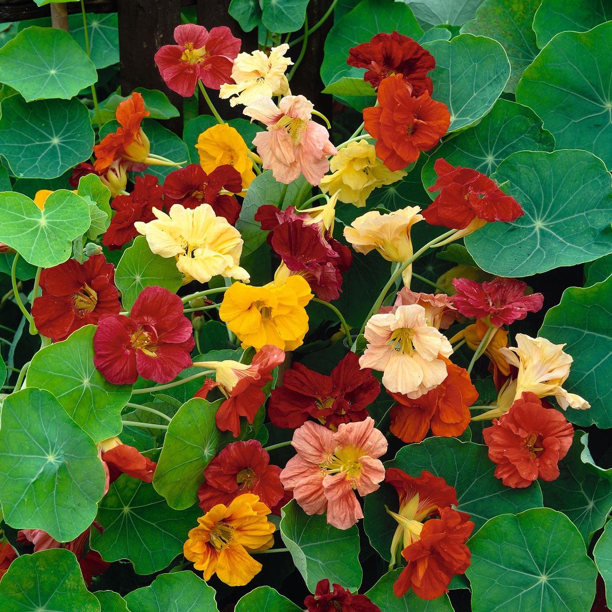 Nasturtium Seeds – Double Gleam Mix