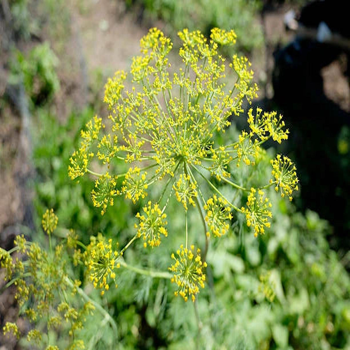 of Dill Dillweed Herb US Grower – SHIPPING Seeds  Heirloom, Non-GMO, High Germination Organic Garden Seeds