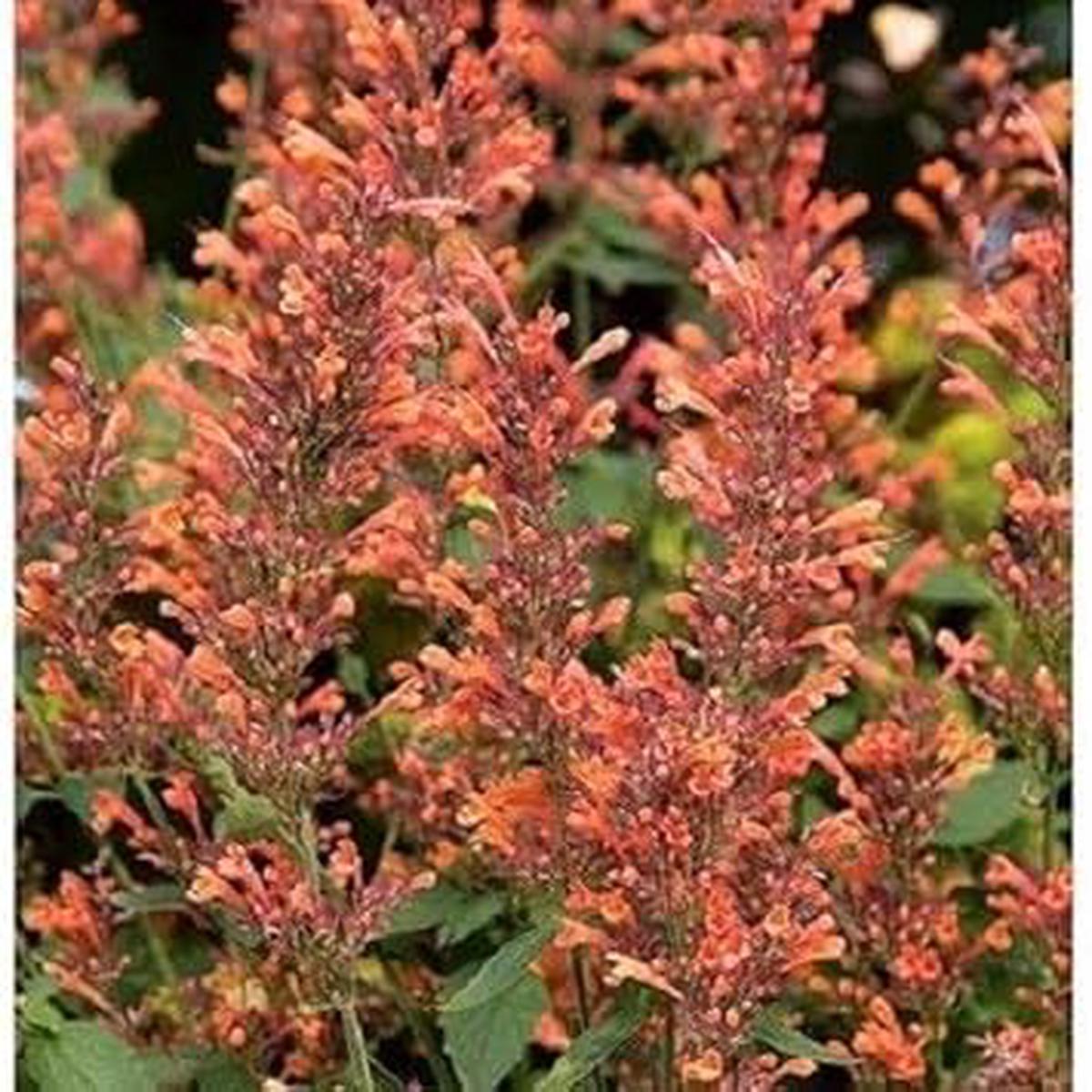 Orange Agastache Navajo Flower seeds for Planting – Pollinator Friendly, Heirloom & GMO Free Seeds for Home Garden