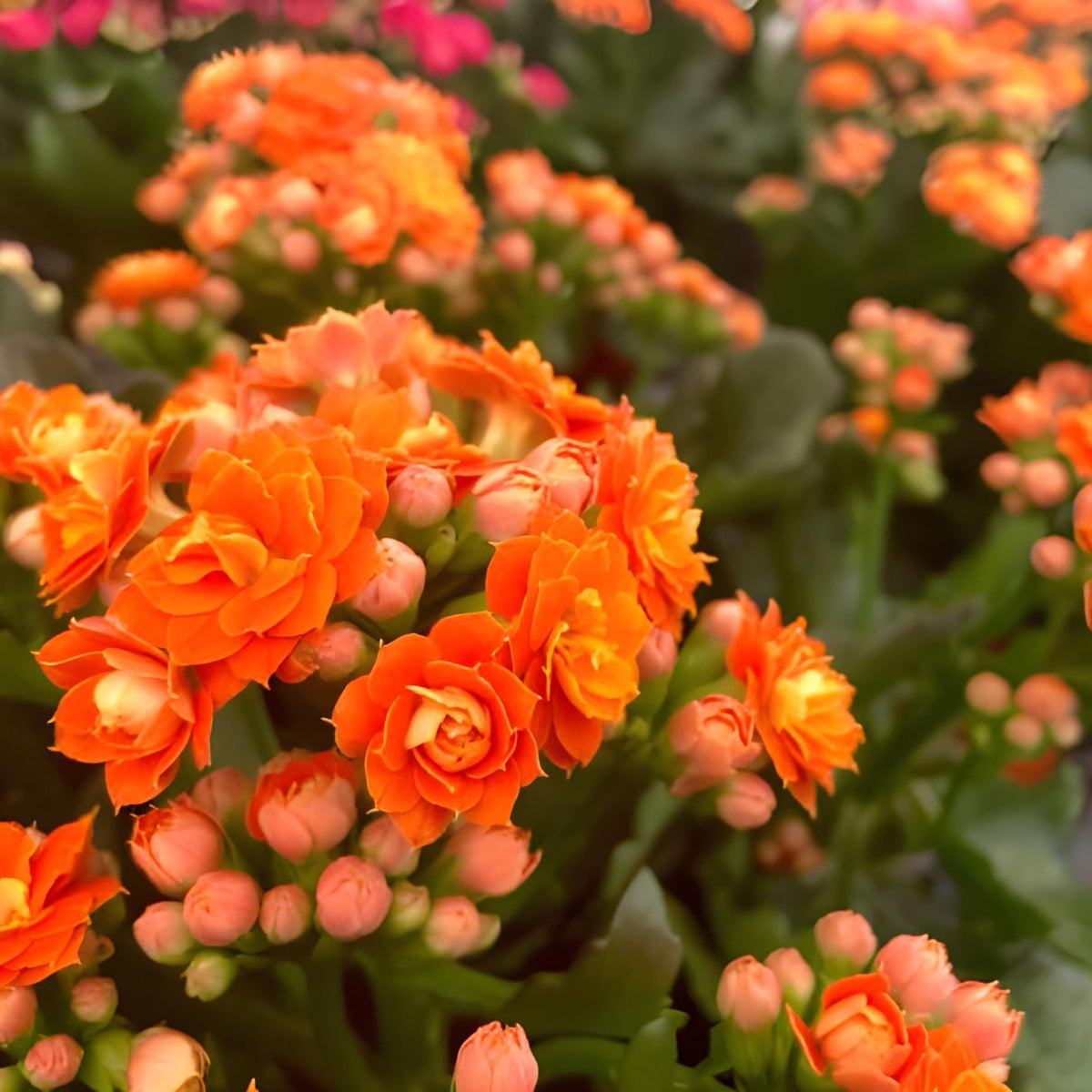 Orange Kalanchoe Flower seeds for Planting Hardy Variety Heirloom & GMO Free Seeds for Home Garden Sale