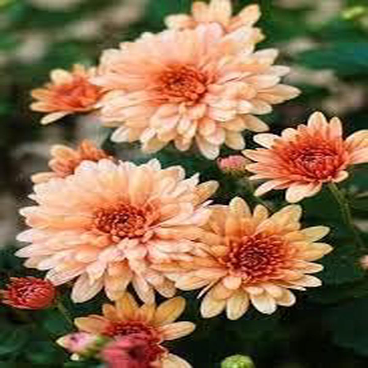 Orange White Chrysanthemum Flower Seeds Heirloom Non-GMO Blooms for Autumn Garden Color