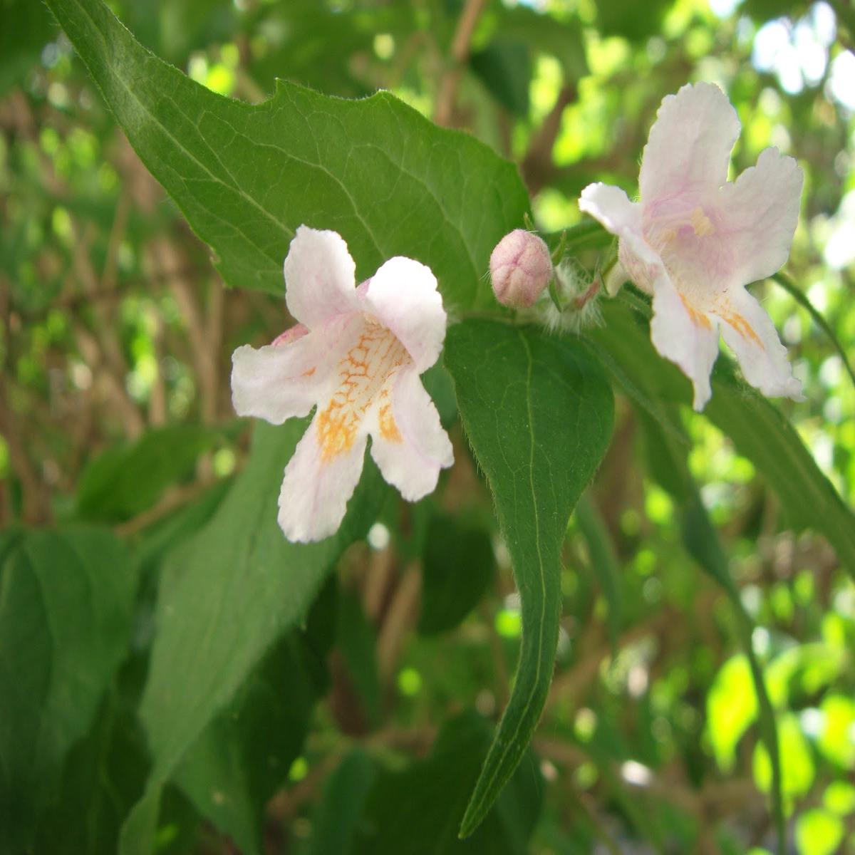 Organic Heirloom Non-GMO White Kolkwitzia Seeds for Planting Fragrant Shrub Blooms